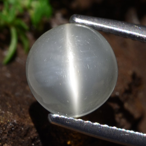 Weiß Mondstein Katzenauge Edelstein - 3.3ct Rund Cabochon (ID: 481814)