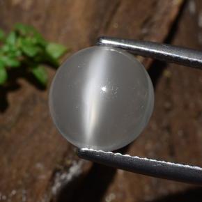 Blanco Piedra de Luna Ojo de Gato Gema - 3.2ct Cabujón Redondo (ID: 481825)