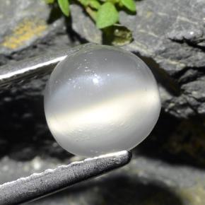 1.5ct Round Cabochon Cream Cat's Eye Moonstone Gem for sale 1.5ct Round Cabochon Cream Cat's Eye Moonstone Gem (ID: 482014)