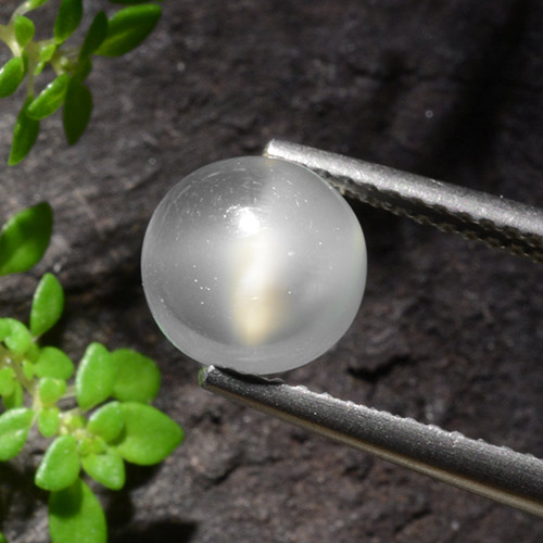 Blanco Piedra de Luna Ojo de Gato Gema - 2ct Cabujón Redondo (ID: 497398)