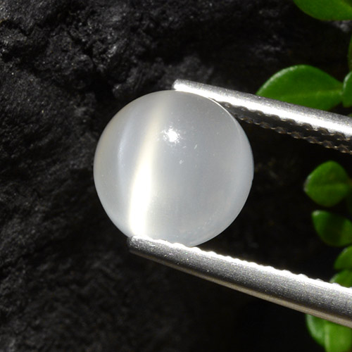 Translucent White Mondstein Katzenauge Edelstein - 2.5ct Rund Cabochon (ID: 497409)
