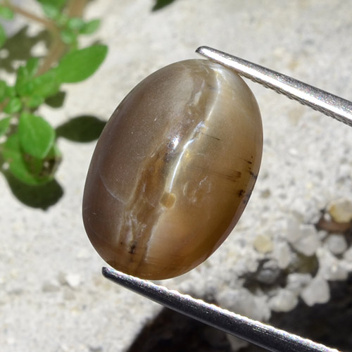 アーシーブラウン キャッツアイオパール 宝石 - 7.5ct オーバル カボション (ID: 484206)