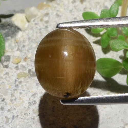 Caramel Brown Cat's Eye Opal Gem - 2.3ct Oval Cabochon (ID: 484284)