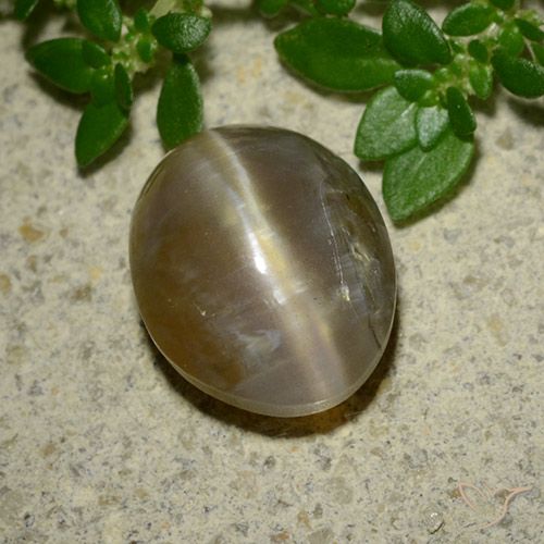 Opale œil de chat Brun Ovale 11,7 x 9,1mm de Madagascar, poids de 3,66 ct, pierre gemme naturelle Non traité de pureté Translucide, 1 pièce Opale œil de chat oval cabochon, couleur : Brun moyen, dureté de Mohs de 5.5 à 6.5, Photo A