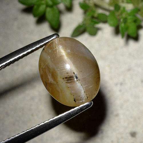 Warm Brown Cat's Eye Opal Gem - 4.7ct Oval Cabochon (ID: 494134)