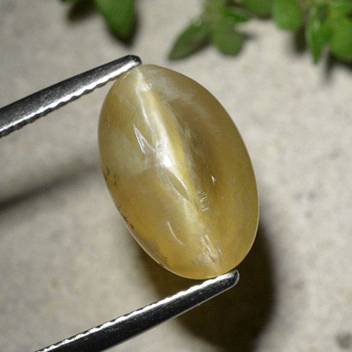 Warm Yellow Опал Кошачий Глаз Камень - 5.6ct Овал Кабошон (ID: 494135)
