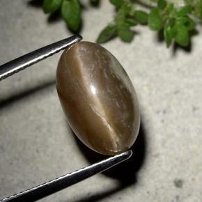 Espresso Brown Cat's Eye Opal Gem - 7ct Oval Cabochon (ID: 494136)