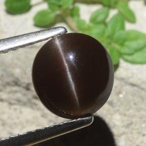 Brown Cat's Eye Scapolite Gem - 2.7ct Round Cabochon (ID: 484153)