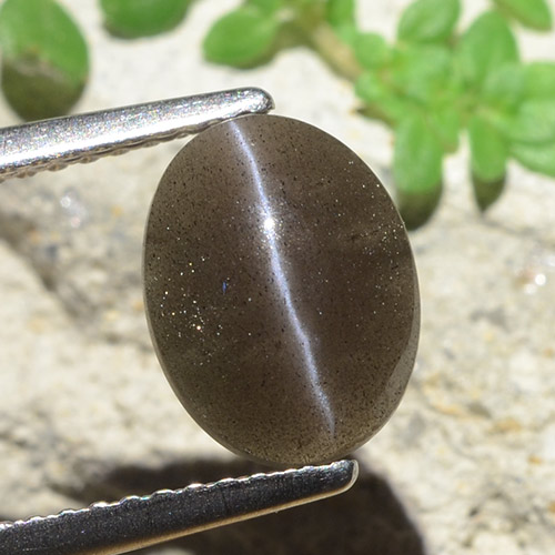 Chocolate Brown Cat's Eye Scapolite Gem - 2.3ct Oval Cabochon (ID: 484163)