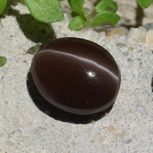 Brown Cat's Eye Scapolite Gem - 3.1ct Oval Cabochon (ID: 484370)