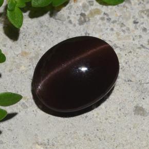 Chocolate Brown Cat's Eye Scapolite Gem - 2ct Oval Cabochon (ID: 484374)