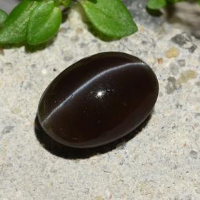 Chocolate Brown Скаполит Кошачий Глаз Камень - 2.5ct Овал Кабошон (ID: 484375)