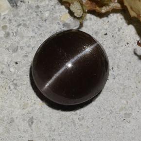 Chocolate Brown Cat's Eye Scapolite Gem - 2ct Round Cabochon (ID: 484699)