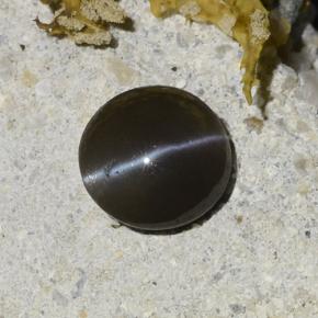 Black Cat's Eye Scapolite Gem - 1.1ct Round Cabochon (ID: 484721)