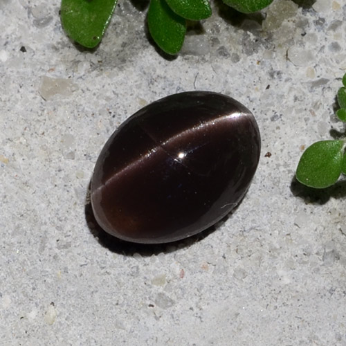 Marrón chocolate intenso Escapolita Ojo de Gato Gema - 1.1ct Cabujón Óvalo (ID: 484737)