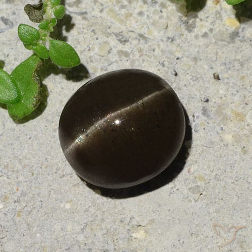 2.64ct Natural Blackish Brown Cat's Eye Scapolite, Oval, Translucent
