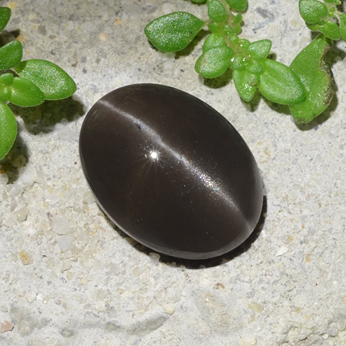Chocolate Brown Cat's Eye Scapolite Gem - 2.7ct Oval Cabochon (ID: 484756)