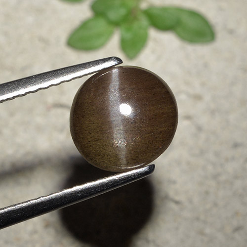 Umber Brown Cat's Eye Scapolite Gem - 1.8ct Round Cabochon (ID: 495223)