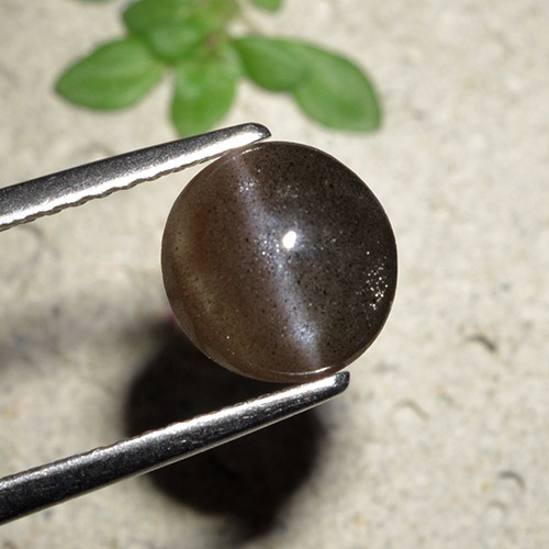 ミディアムブラウン キャッツアイスキャポライト 宝石 - 1.6ct ラウンドカボション (ID: 495225)