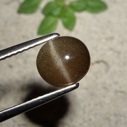 Medium Brown Cat's Eye Scapolite Gem - 1.5ct Round Cabochon (ID: 495234)
