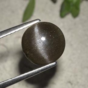 Chocolate Brown Cat's Eye Scapolite Gem - 1.9ct Round Cabochon (ID: 495253)