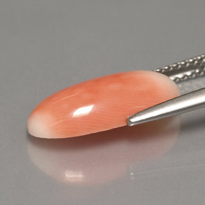 Coral Gemstone in 15.2 x 7.7 mm Size for Sale, Coral Stone in Bi-Color Color