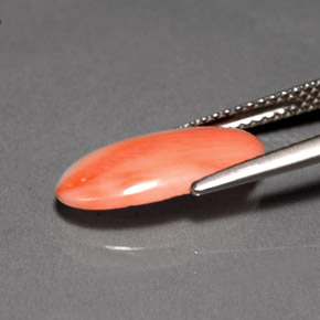 Coral Gemstone in 14.8 x 7.6 mm Size for Sale, Coral Stone in White Salmon Color