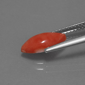 Coral Gemstone in 11 x 5.7 mm Size for Sale, Coral Stone in White Salmon Color