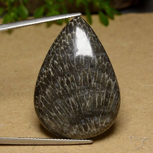 34.89 ct Pear Coral, 33.2 x 23.5 mm From Mexico, Photo A