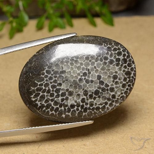 31.69 ct Multicolor Coral Stone, Natural Coral in Oval Cabochon Shape for Sale
