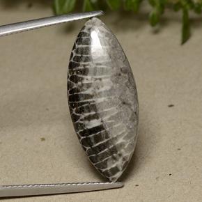 11.37 ct Gray Coral Gemstone, Coral Gem in Marquise Cabochon Shape for Sale.