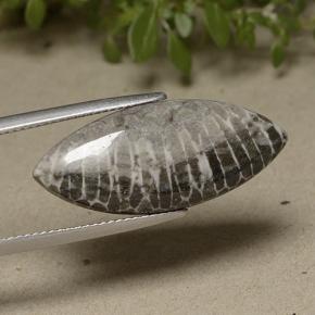 11.37 ct Gray Coral Stone, Natural Coral in Marquise Cabochon Shape for Sale