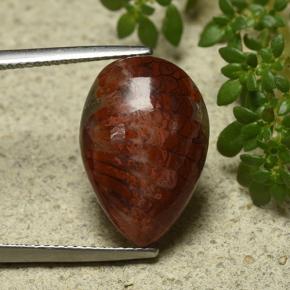 Coral Gemstone in 18 x 12.2 mm Size for Sale, Coral Stone in Multicolor Color