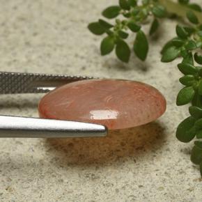Coral Gemstone in 18 x 13 mm (calibrated) Size for Sale, Coral Stone in Multicolor Color