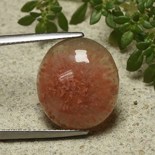 9.34ct Natural Multicolor Coral, Oval, Translucent