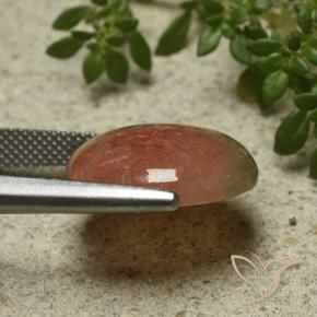 Coral Gemstone in 16.4 x 14.8 mm Size for Sale, Coral Stone in Multicolor Color