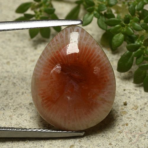 11.86 ct Pear Coral, 19.3 x 15.4 mm From Indonesia, Photo A