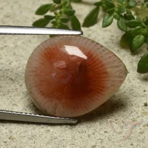 11.86 ct Multicolor Coral Stone, Natural Coral in Pear Cabochon Shape for Sale