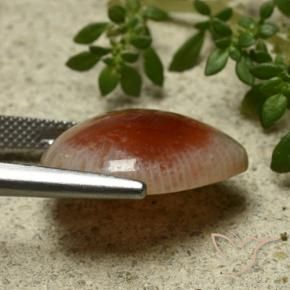 Coral Gemstone in 20 x 15 mm (calibrated) Size for Sale, Coral Stone in Multicolor Color