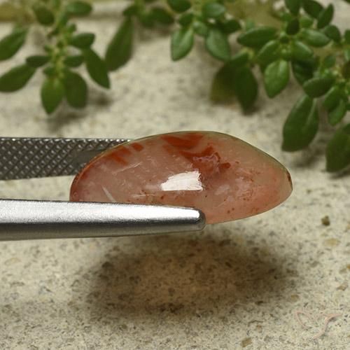 Coral Gemstone in 16.8 x 11.4 mm Size for Sale, Coral Stone in Multicolor Color