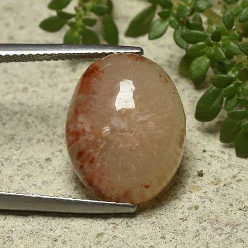 11.57ct Natural Multicolor Coral, Oval, Translucent, Photo A