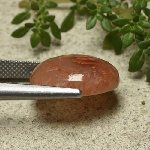 Coral Gemstone in 16.5 x 13.4 mm Size for Sale, Coral Stone in Multicolor Color