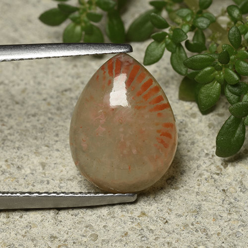 Coral Multicolor Pera de 4.83 ct de Indonesia, dimensión 13,9 x 10,7mm, piedra preciosa natural No tratado, claridad Translúcido, Coral Cabujón Pera de 1 pieza, dureza de Mohs de 3 - 4 , Photo A