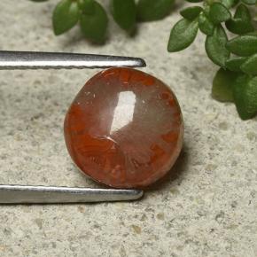 2.5ct Round Cabochon Multicolor Coral for sale thumb image of 2.5ct Round Cabochon Multicolor Coral (ID: 492190)