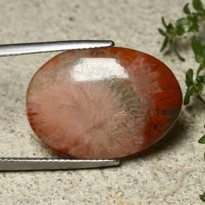 12.10 ct Multicolor Coral Stone, Natural Coral in Oval Cabochon Shape for Sale