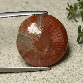 10.8ct Round Cabochon Multicolor Coral for sale thumb image of 10.8ct Round Cabochon Multicolor Coral (ID: 492194)