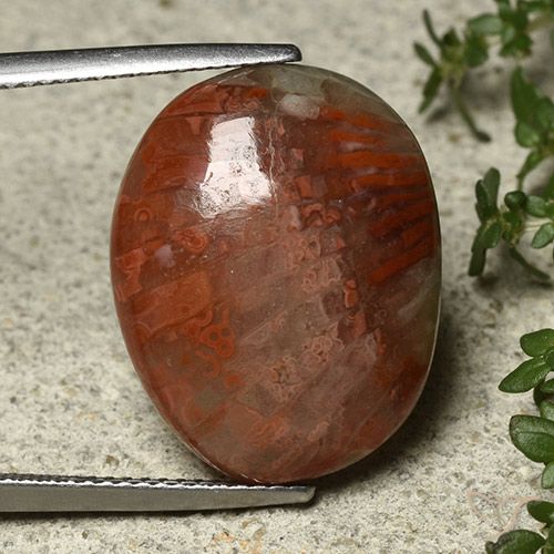 14.74ct Natural Multicolor Coral, Oval, Opaque
