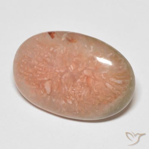 11.50 ct Multicolor Coral Stone, Natural Coral in Oval Cabochon Shape for Sale