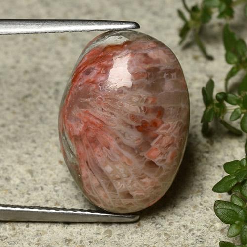 Corail Multicolore oval cabochon 17,8 x 12,7mm d'Indonésie, poids de 10,62 ct, pierre gemme naturelle Non traité de pureté Opaque , 1 pièce de corail, couleur : Multicolore, dureté de Mohs de 3 à 4, Photo A