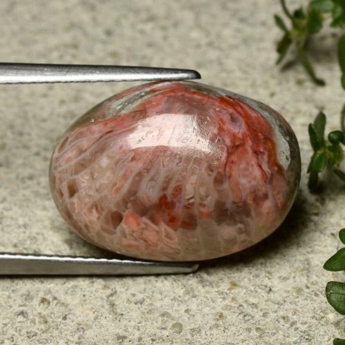 10.62 ct Multicolor Coral Stone, Natural Coral in Oval Cabochon Shape for Sale